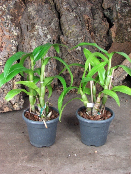 Dendrobium formosum.JPG