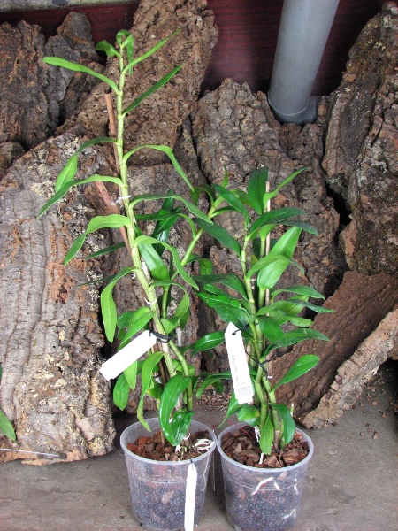 Dendrobium Dawn Marie.JPG