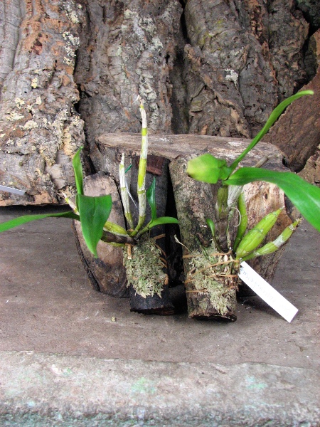 Dendrobium cariniferum.JPG