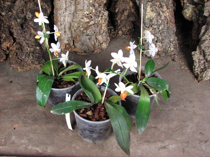 Phalaenopsis Mini Mark.JPG