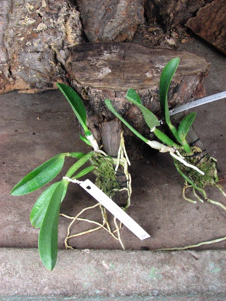 Laelia jongheana alba (Z-88) x Laelia jongheana suavissima2.JPG