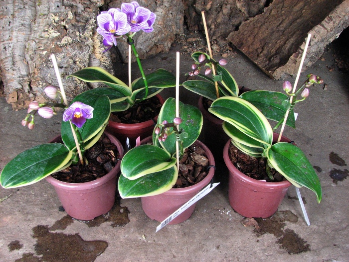 Doritaenopsis Sogo Vivien Variegated leaf.JPG