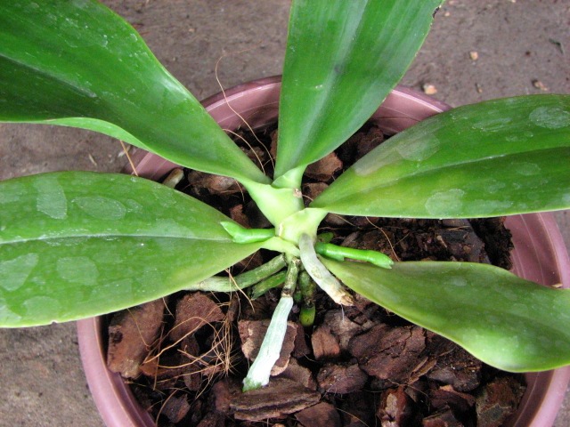Phalaenopsis corningiana2.JPG