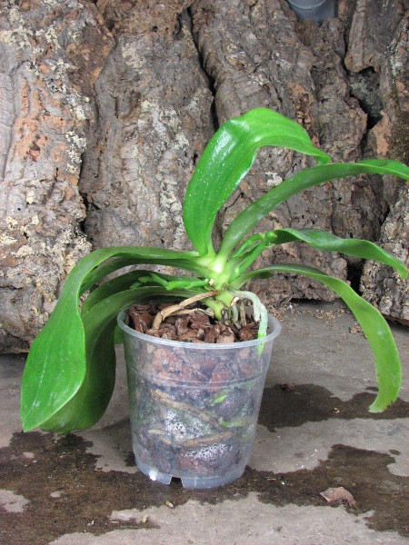 Phalaenopsis Tsay's Evergreen2.JPG