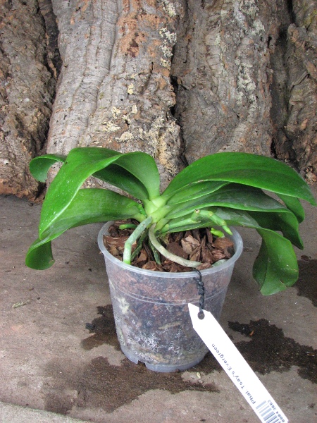 Phalaenopsis Tsay's Evergreen1.JPG