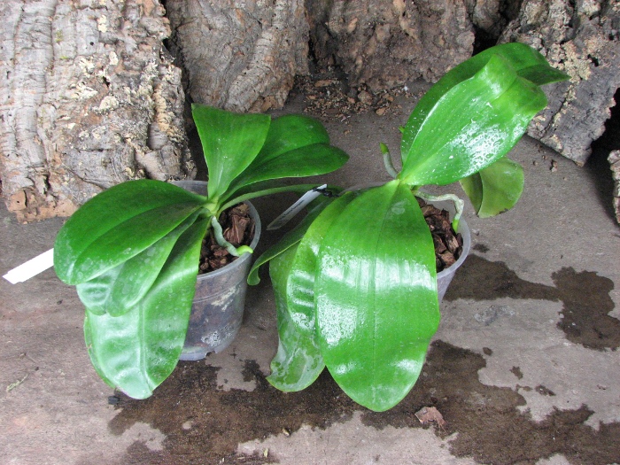 Phalaenopsis Tsay's Evergreen.JPG