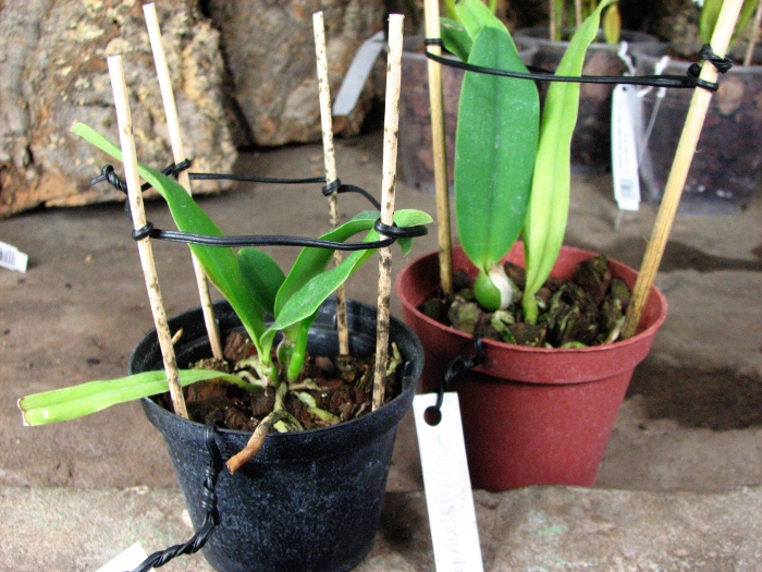 Cattleya Blue Velvet 'Surprise' (C. Kazuko Takamatsu x C. Mini Purple).JPG