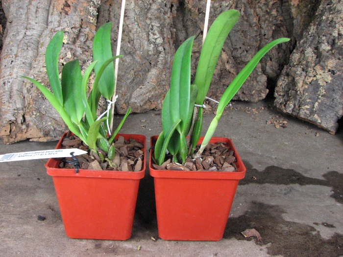 Cattleya percivaliana semi alba 'Altamira' (11-6) x SELF.JPG