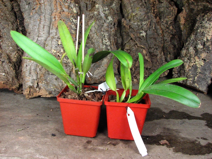 Cattleya jenmanii 'Boliva' x Cattleya jenmanii rubra 'Serra Negra'.JPG