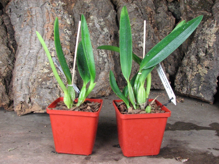 Cattleya labiata coerulescens 'Da. Norma Dreher' x self.JPG