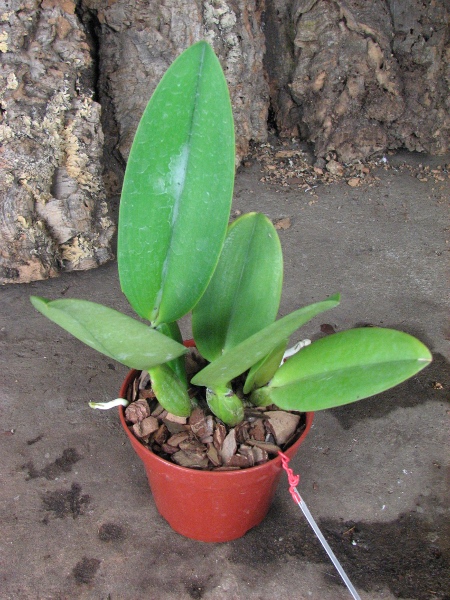 Cattleya gaskelliana coerulea ('Aida' x 'Alexis') x SELF.JPG