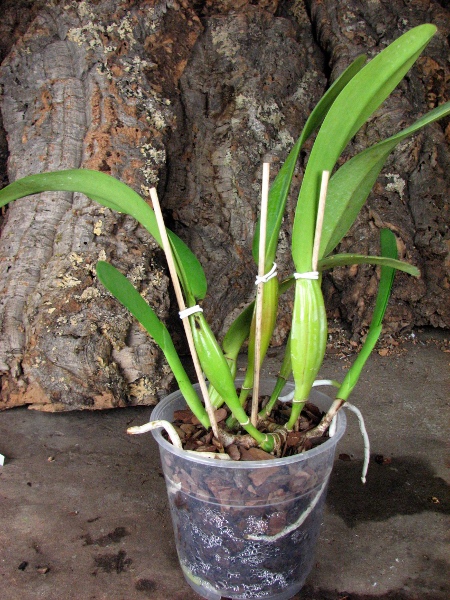Cattleya trianae amesiana A x Cattleya trianae amesiana B.JPG