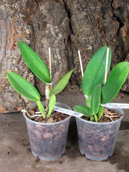 Cattleya warneri concolor-venosa 'Domingos Martins' 2x SELF.JPG