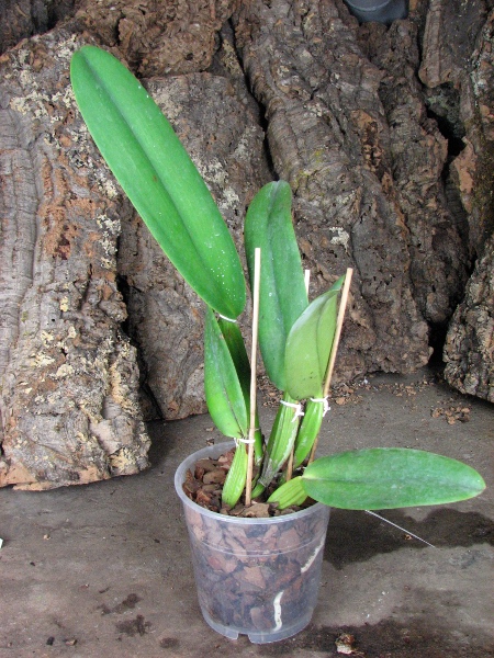 Cattleya warneri concolor 'HI' x Cattleya warneri venosa suave.JPG