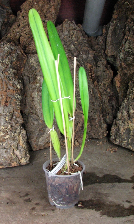 Laelia purpurata schusteriana 'Labelo Negro' x Laelia purpurata schusteriana 'AWZ'.JPG