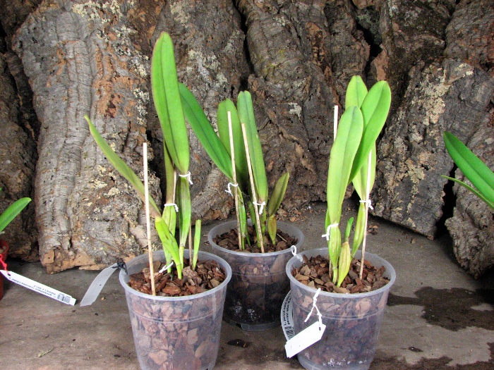 Laelia perinii semi alba 'W.F.' x Laelia perrinii alba 'R.A.'.JPG