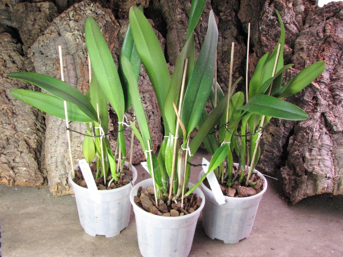 Laeliocattleya Canhamiana coerulea 'Azure Skies' (C. mossiae x L. purpurata).JPG
