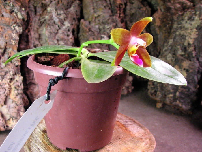 Phalaenopsis amboinensis x Phalaenopsis Penang Girl3.JPG