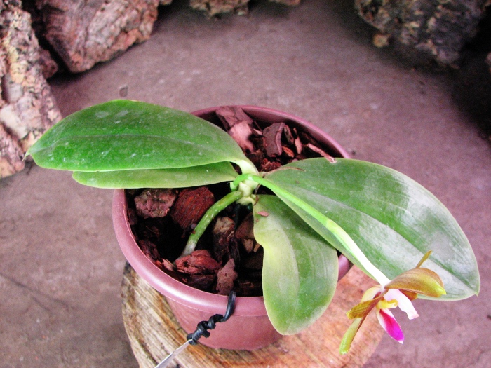 Phalaenopsis amboinensis x Phalaenopsis Penang Girl2.JPG