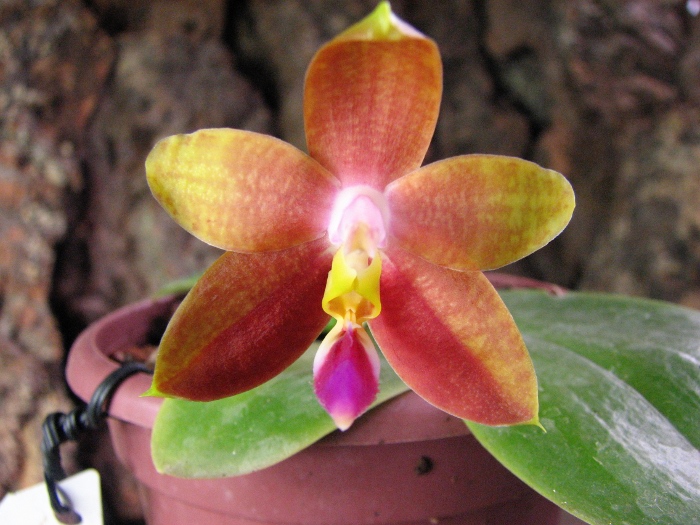 Phalaenopsis amboinensis x Phalaenopsis Penang Girl.JPG