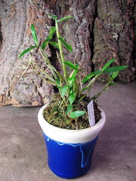 Dendrobium moniliforme Himenomai.JPG