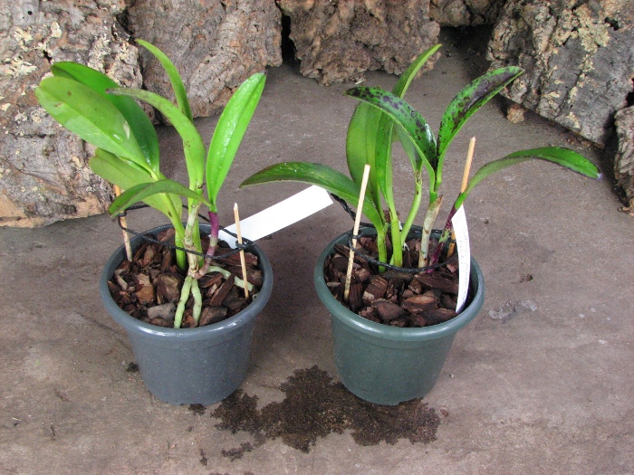 Cattleya Jungle Eyes 'ORCHIS'.JPG
