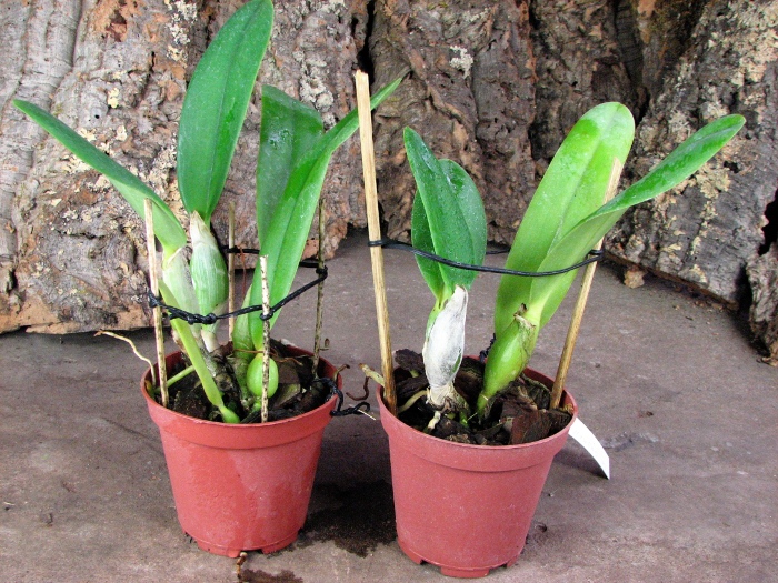 Laeliocattleya Gaskell - Pumila 'Azure Star'.JPG