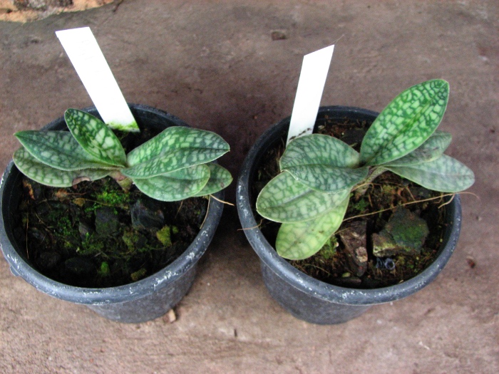 Paphiopedilum delenatii.JPG