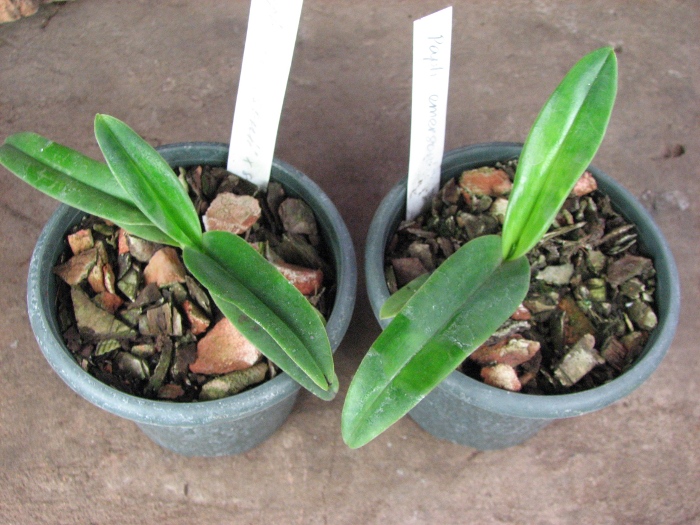 Paphiopedilum emersonii.JPG