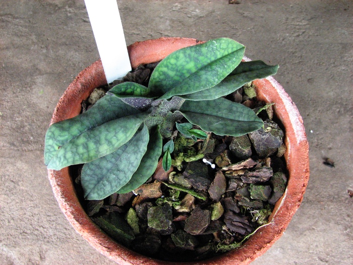 Paphiopedilum malipoense.JPG