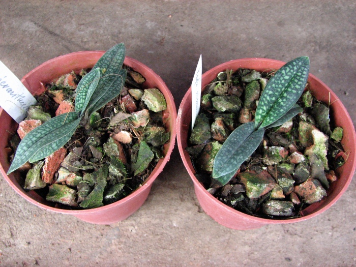 Paphiopedilum micranthum var. eburneum2.JPG