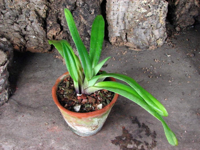 Paphiopedilum villosum.JPG