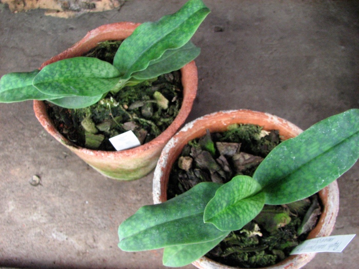 Paphiopedilum Memoria Larry Heuer (malipoense x emersonii).JPG