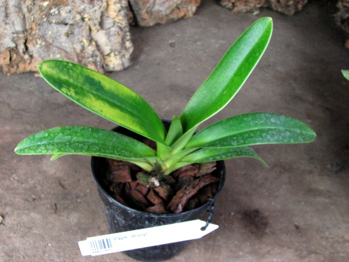 Paphiopedilum druryi.JPG