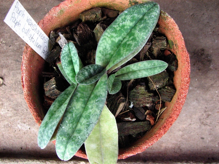Paphiopedilum wenshanense 'Hsiao' x Paphiopedilum bellatulum 'Good Dorsal'.JPG