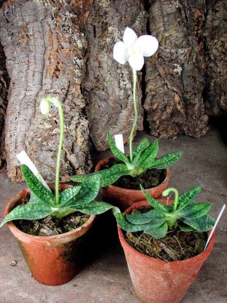 Paphiopedilum delenatii alba.JPG