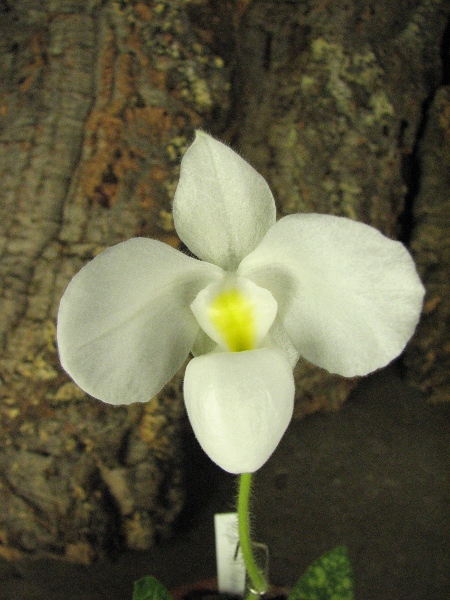 Paphiopedilum delenatii alba2.JPG