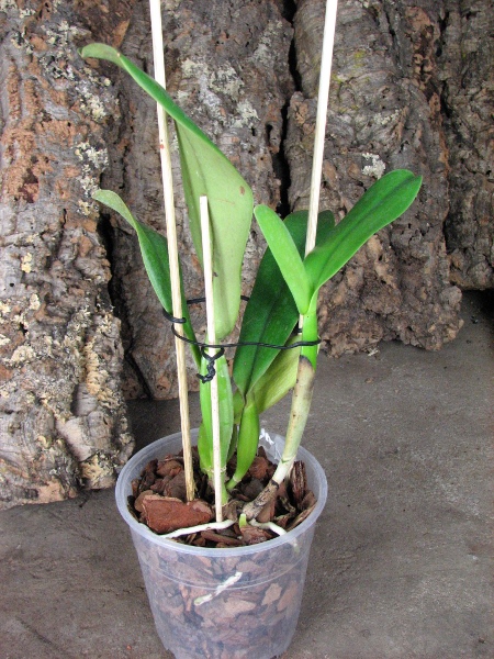 Cattleya jenmanii coerulea 'Pedra Azul' x SELF2.JPG