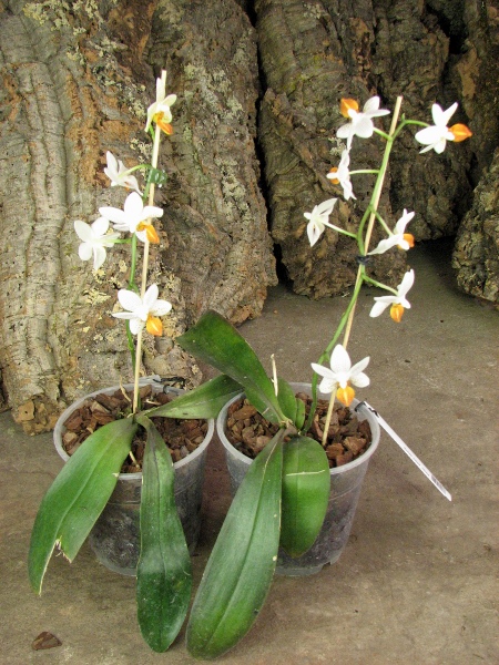 Phalaenopsis Mini Mark.JPG