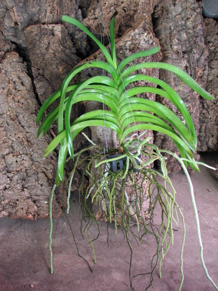 Vanda Thananchai x Ascocenda Kultana Brown.JPG