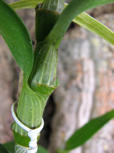 Dendrobium nobile var. sanderianum.JPG
