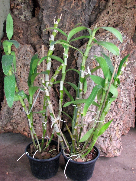 Dendrobium nobile var. sanderianum.JPG