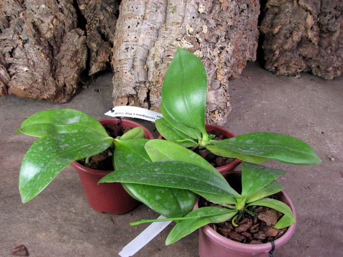 Phalaenopsis corningiana.JPG