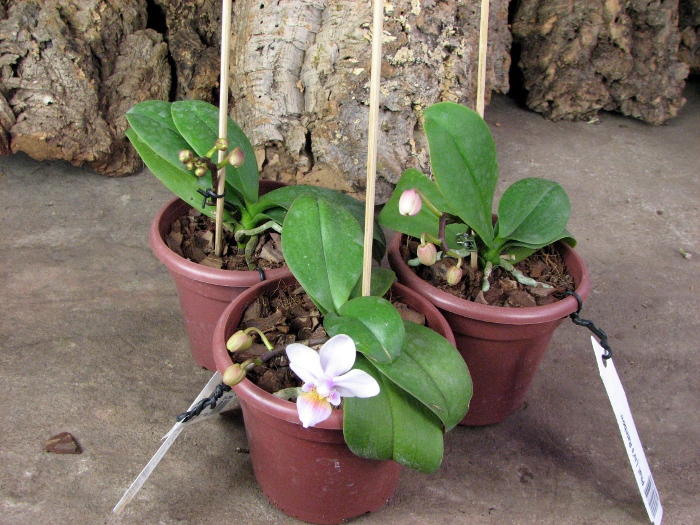 Phalaenopsis Liu's Rainbow.JPG