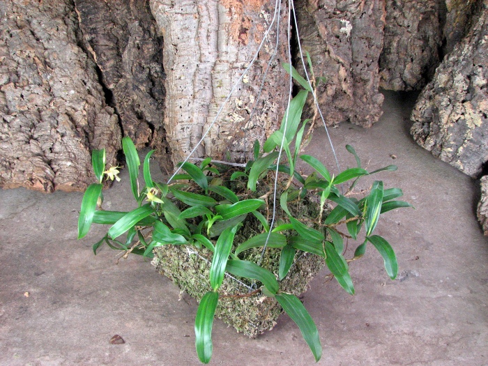 Coelogyne lindleyana (clump).JPG