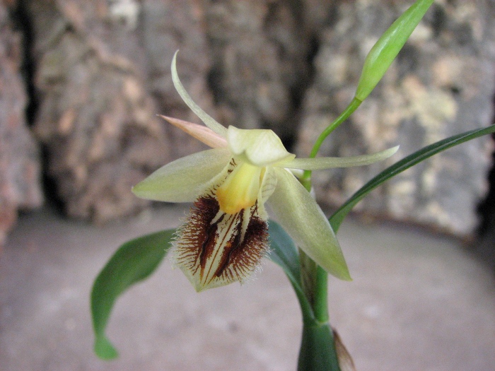 Coelogyne lindleyana (clump).JPG