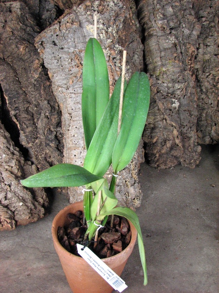 Brassolaeliocattleya Sunstates Peak Down (Mem.Crispin Rosales x Bonanza Queen).JPG