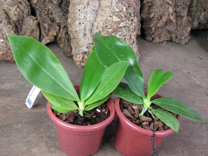 Phalaenopsis corningiana.JPG