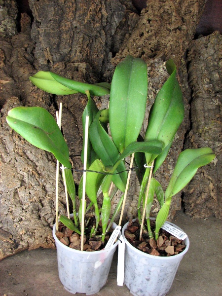 Brassolaeliocattleya Pamela Finney 'All Victory' (C. Irene Finney x Rlc. Pamela Hetheringhton).JPG