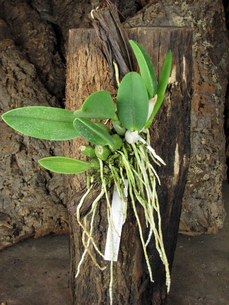 Laelia sincorana XXXX x Laelia sincorana coerulea.JPG